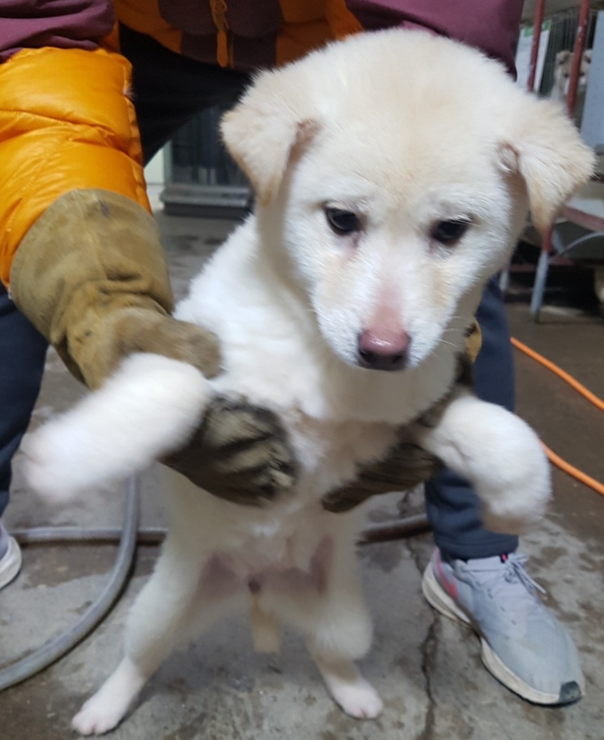 믹스견 이미지 파일 입니다.