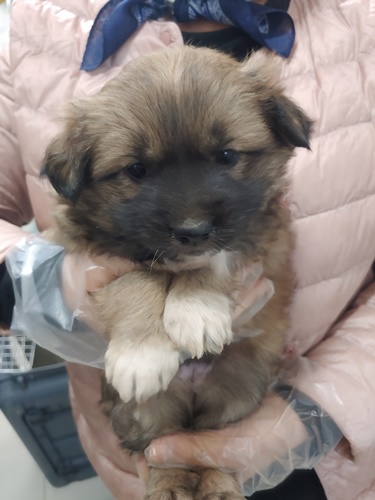 믹스견 이미지 파일 입니다.