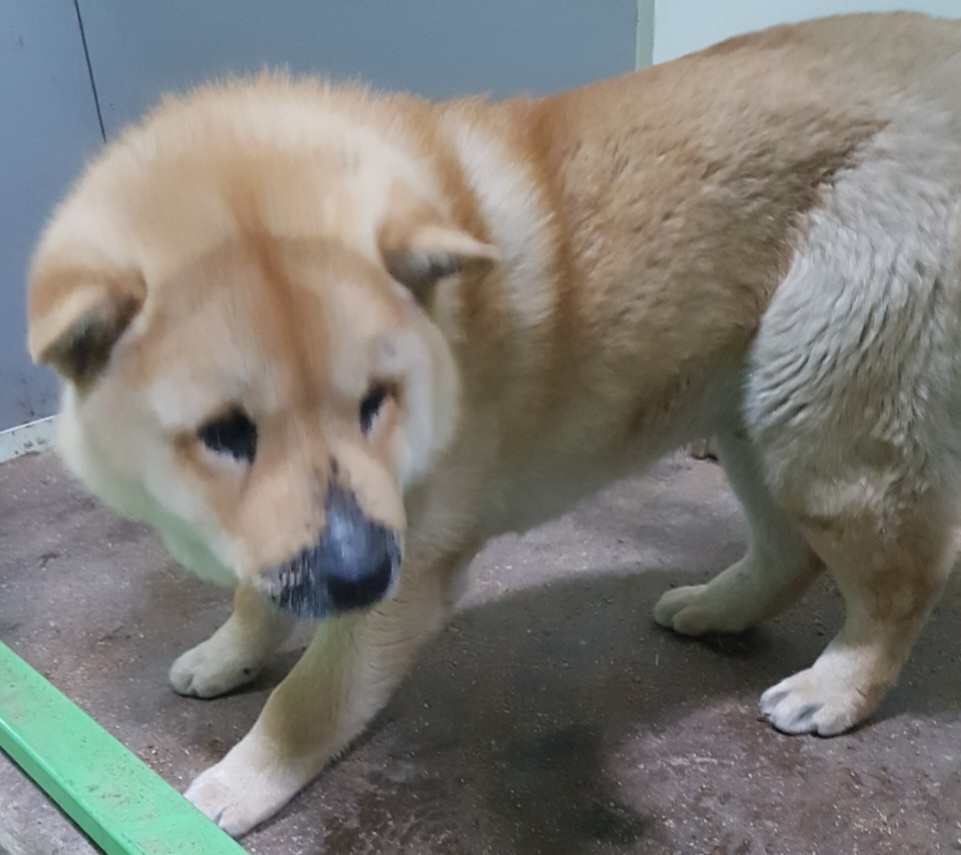 믹스견 이미지 파일 입니다.
