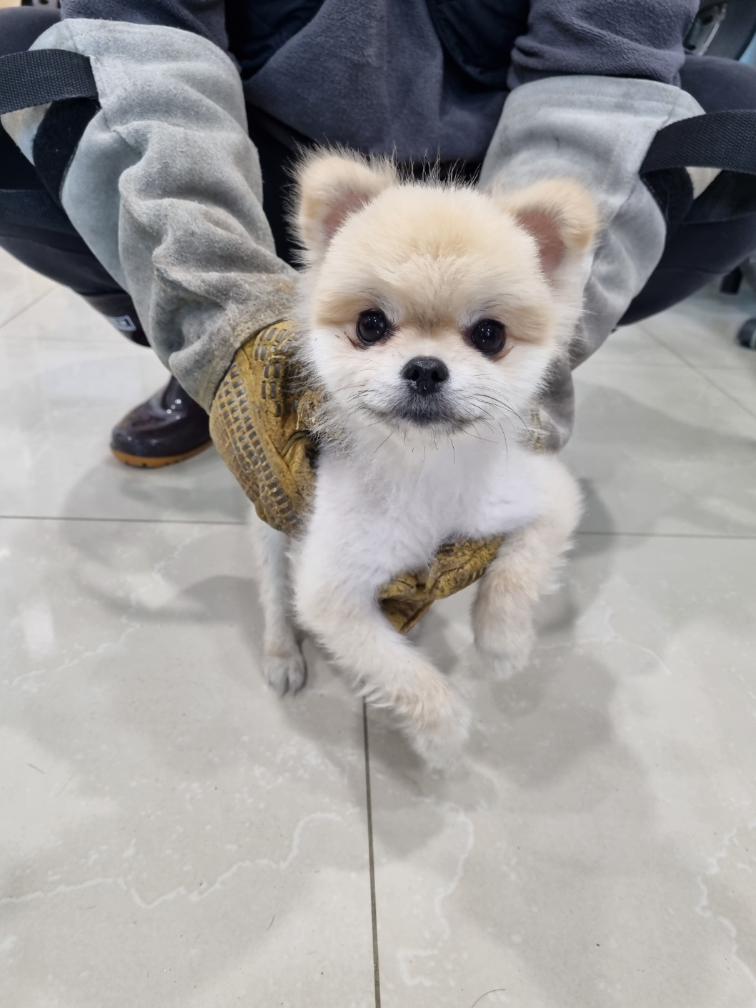 포메라니안 이미지 파일 입니다.