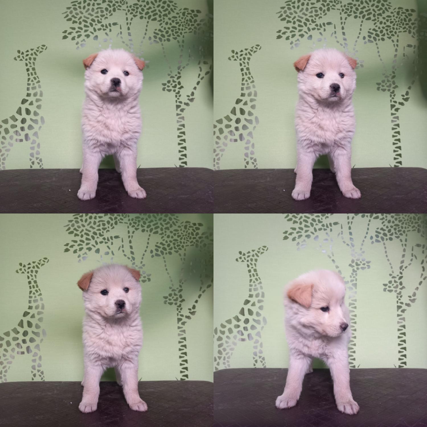 믹스견 이미지 파일 입니다.