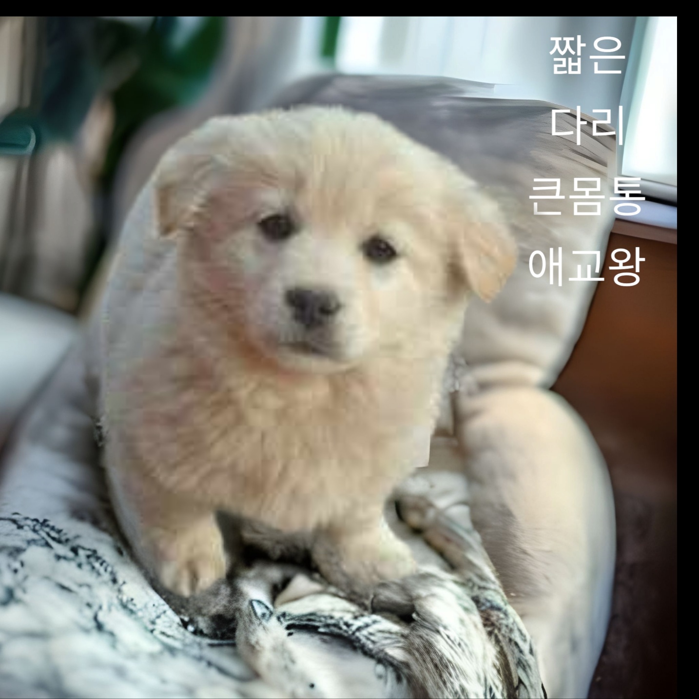 믹스견 이미지 파일 입니다.