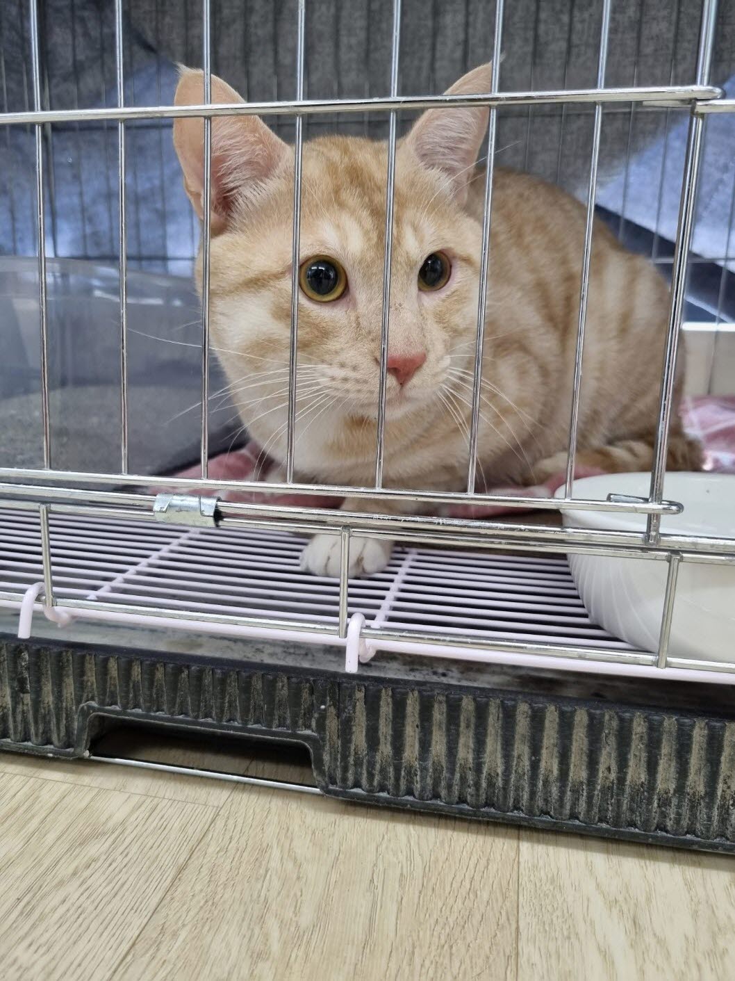 한국 고양이 이미지 파일 입니다.