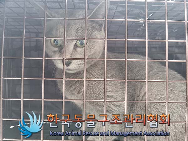 러시안 블루 이미지 파일 입니다.