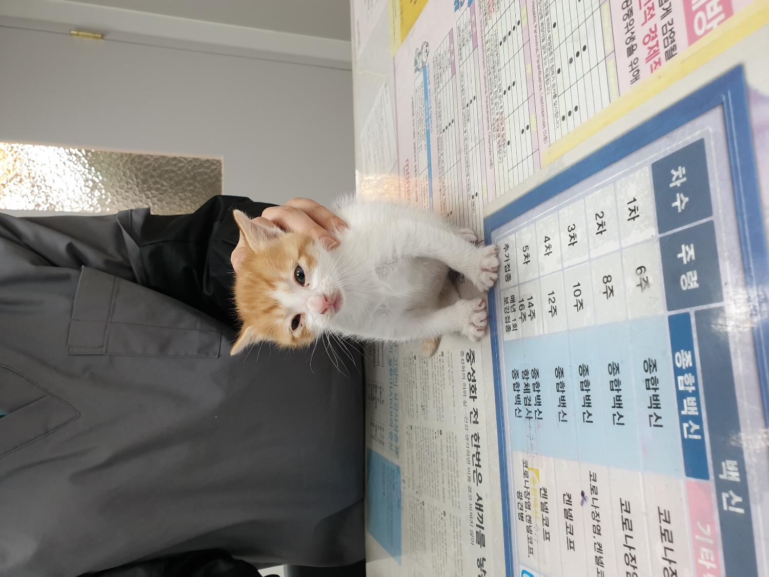 한국 고양이 이미지 파일 입니다.