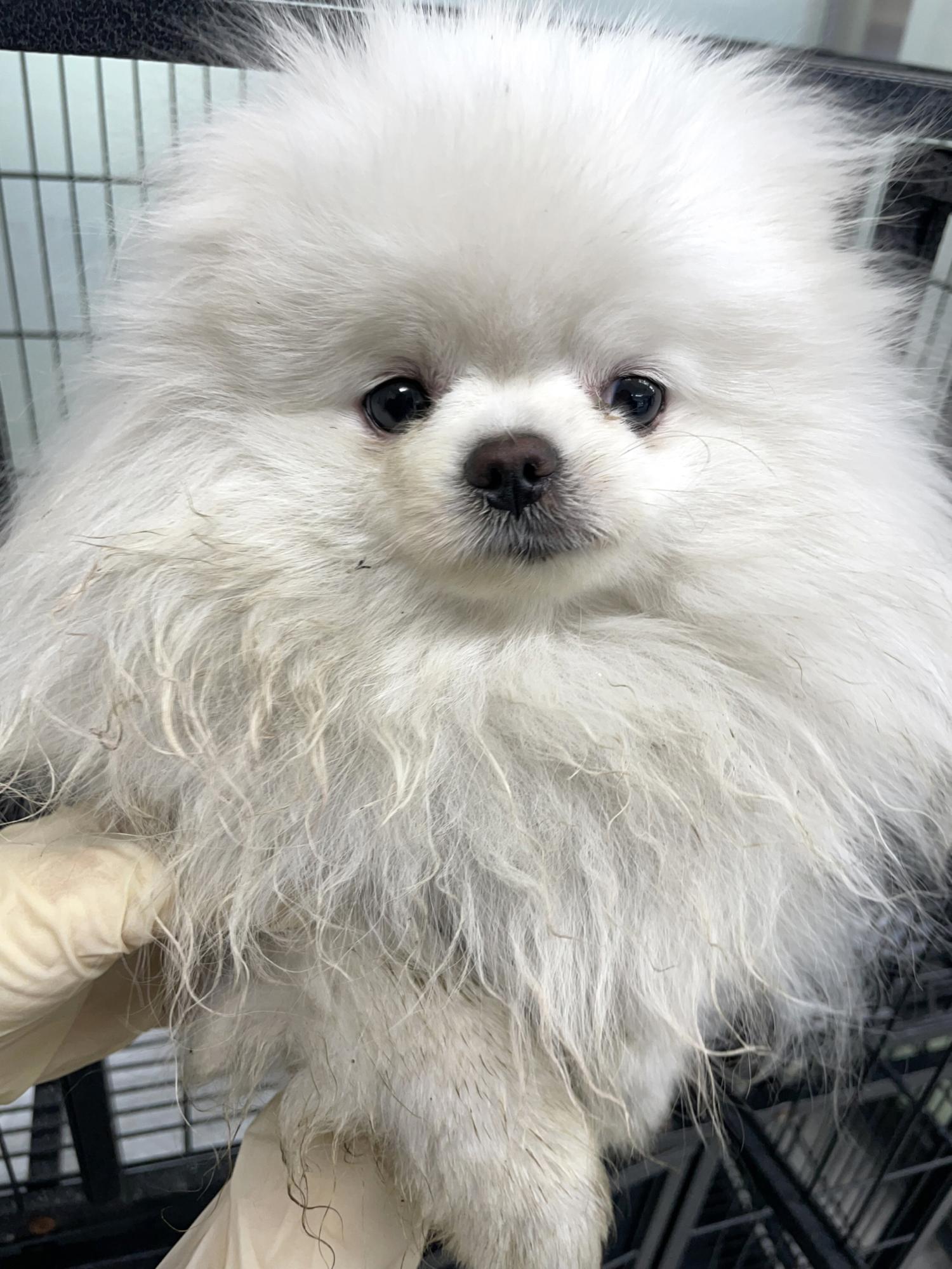 포메라니안 이미지 파일 입니다.