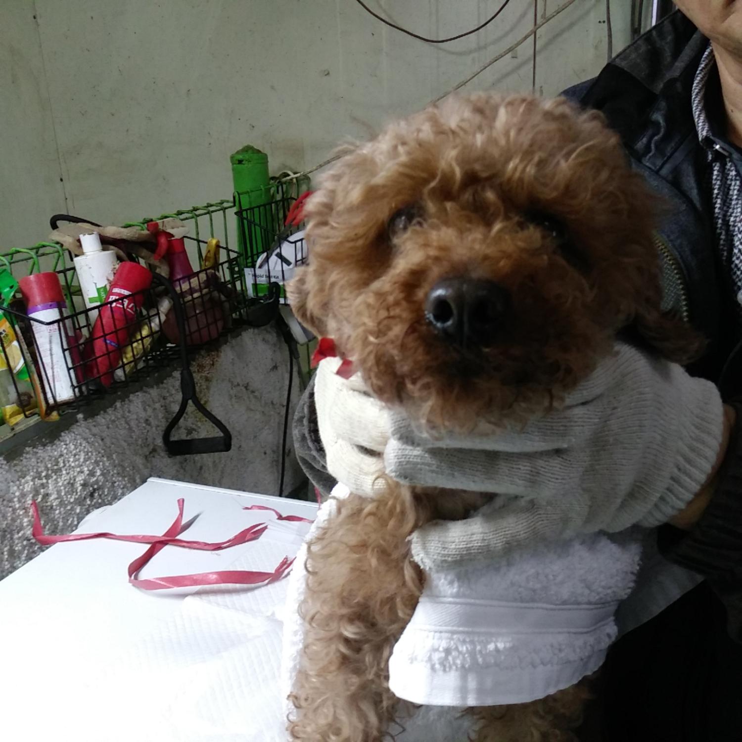 푸들 이미지 파일 입니다.
