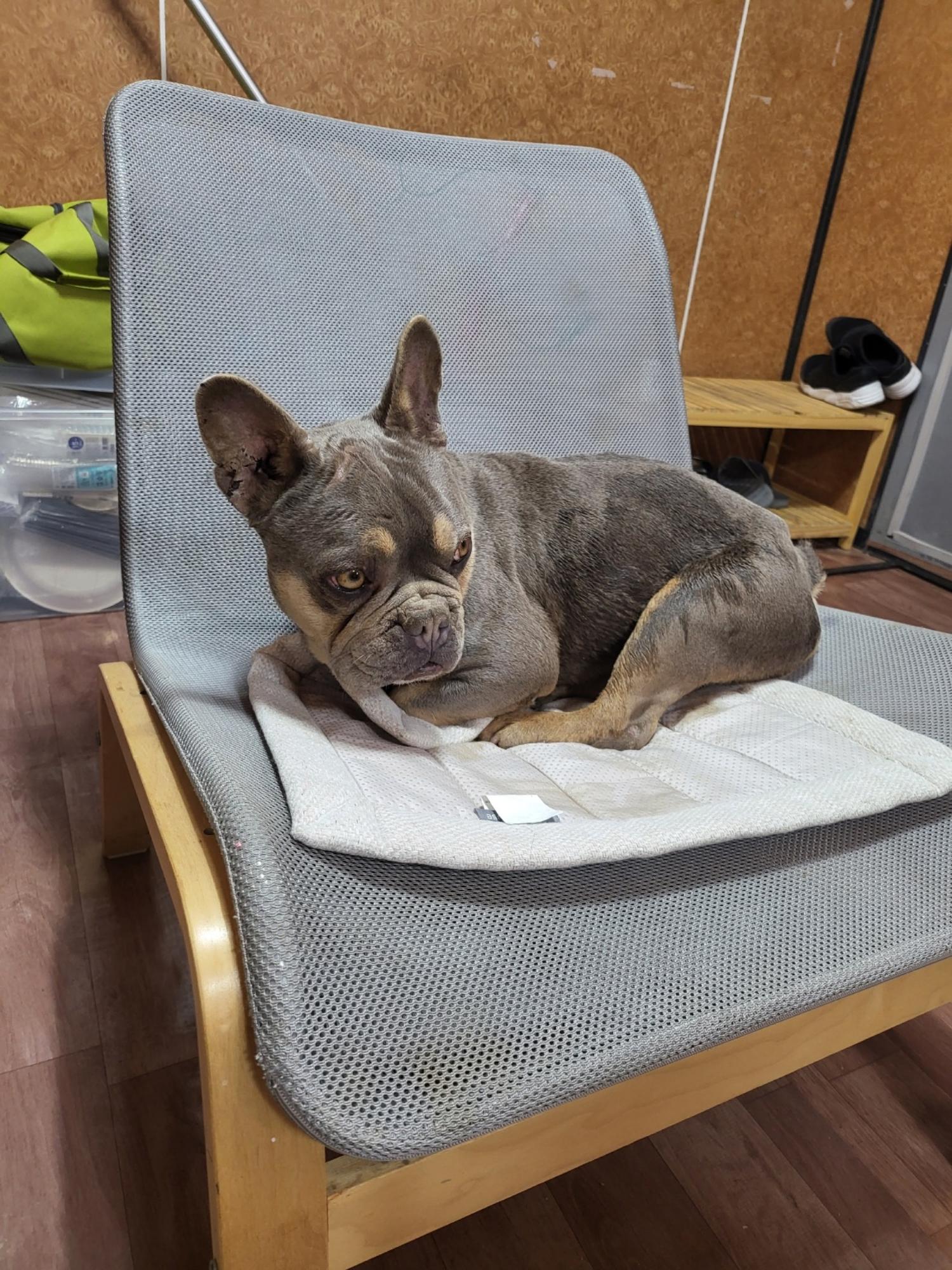 프렌치 불독 이미지 파일 입니다.
