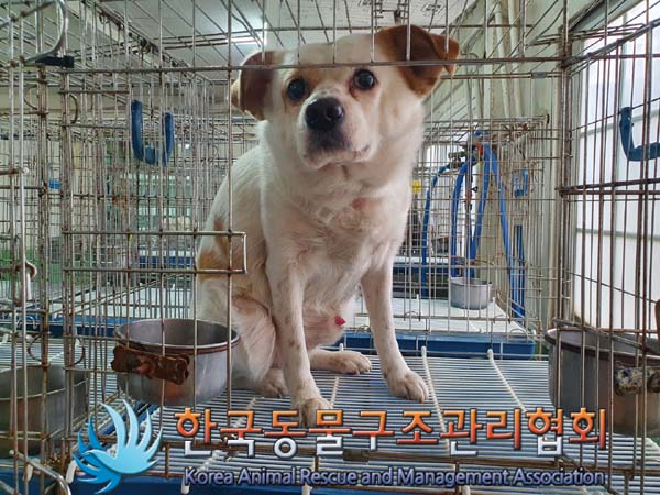 믹스견 이미지 파일 입니다.