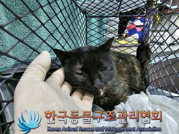 한국 고양이 이미지 파일 입니다.