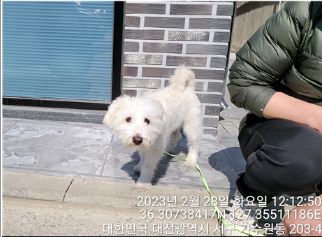 삽살개 이미지 파일 입니다.