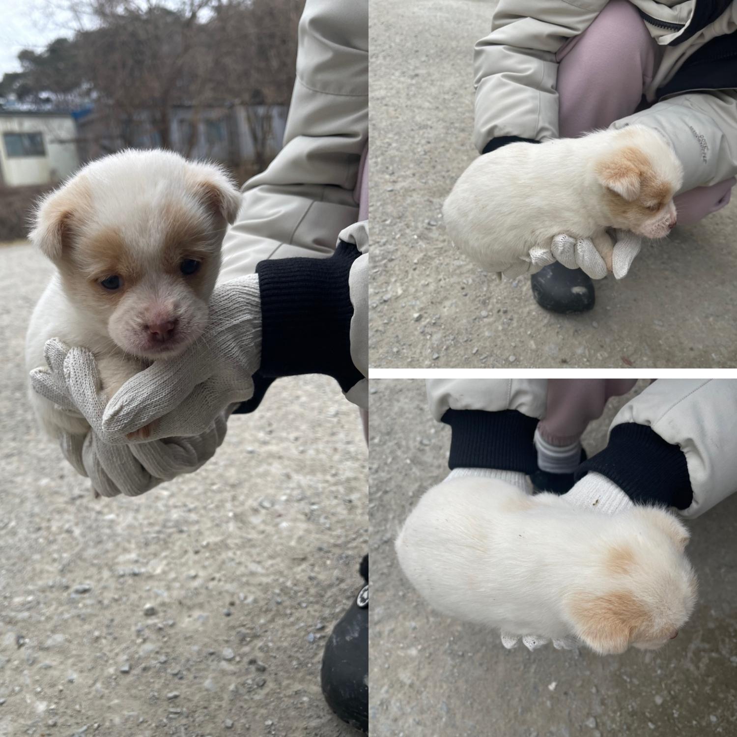 믹스견 이미지 파일 입니다.