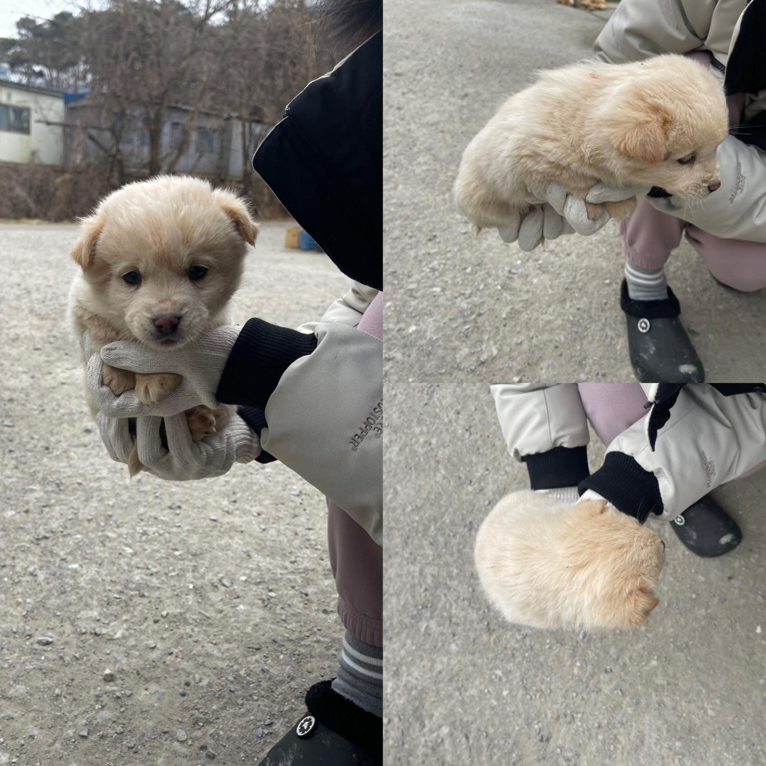 믹스견 이미지 파일 입니다.