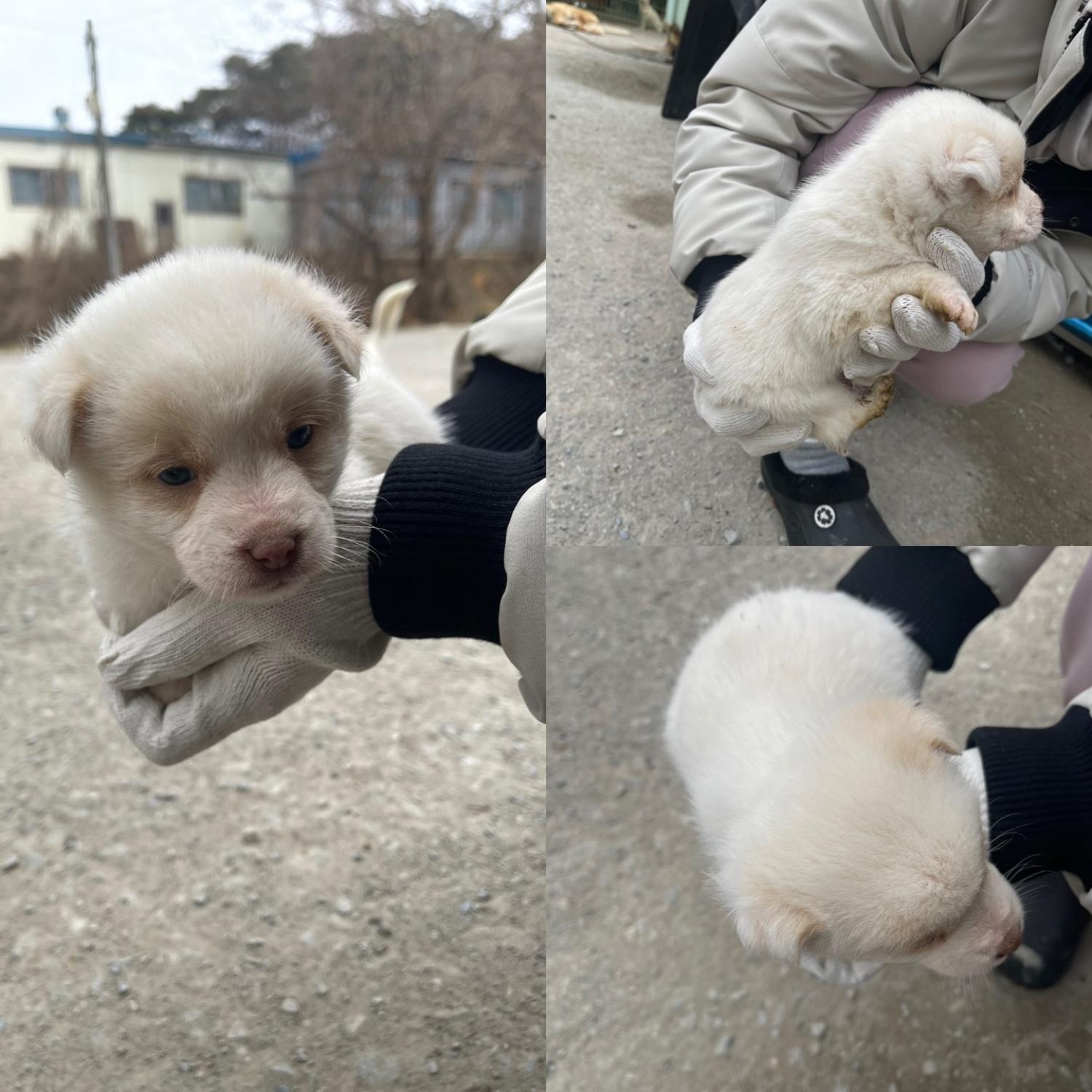 믹스견 이미지 파일 입니다.