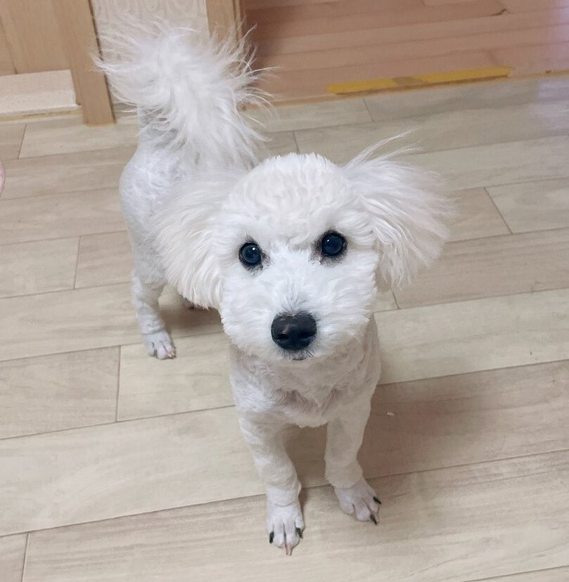 비숑 프리제 이미지 파일 입니다.