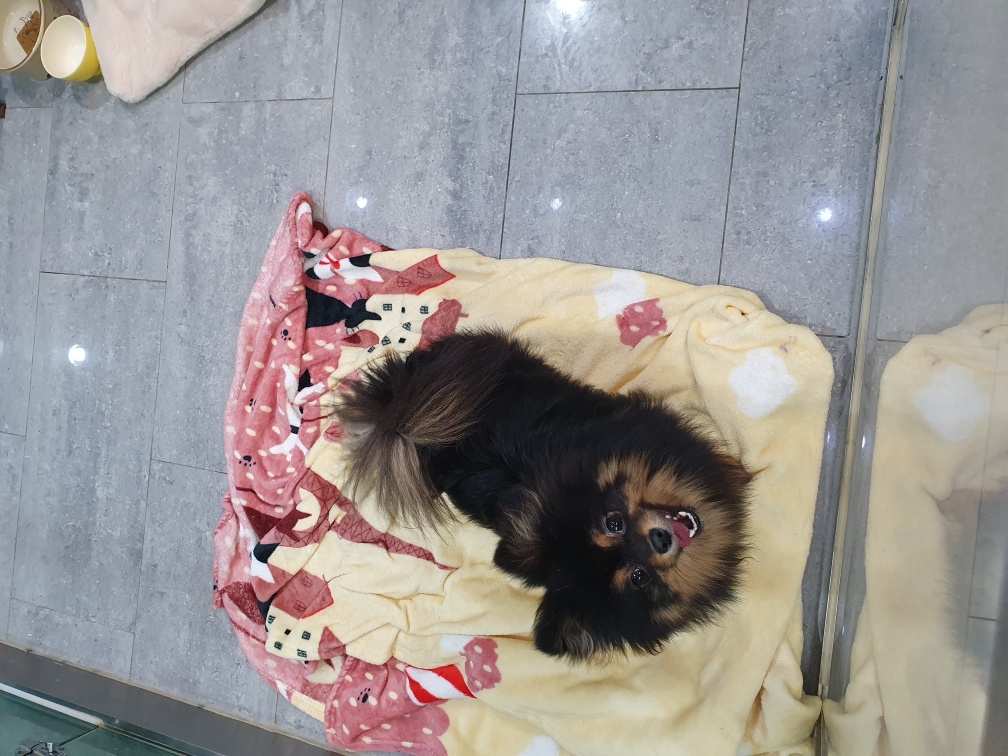포메라니안 이미지 파일 입니다.
