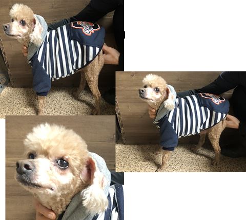 푸들 이미지 파일 입니다.