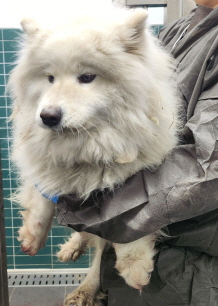 사모예드 이미지 파일 입니다.