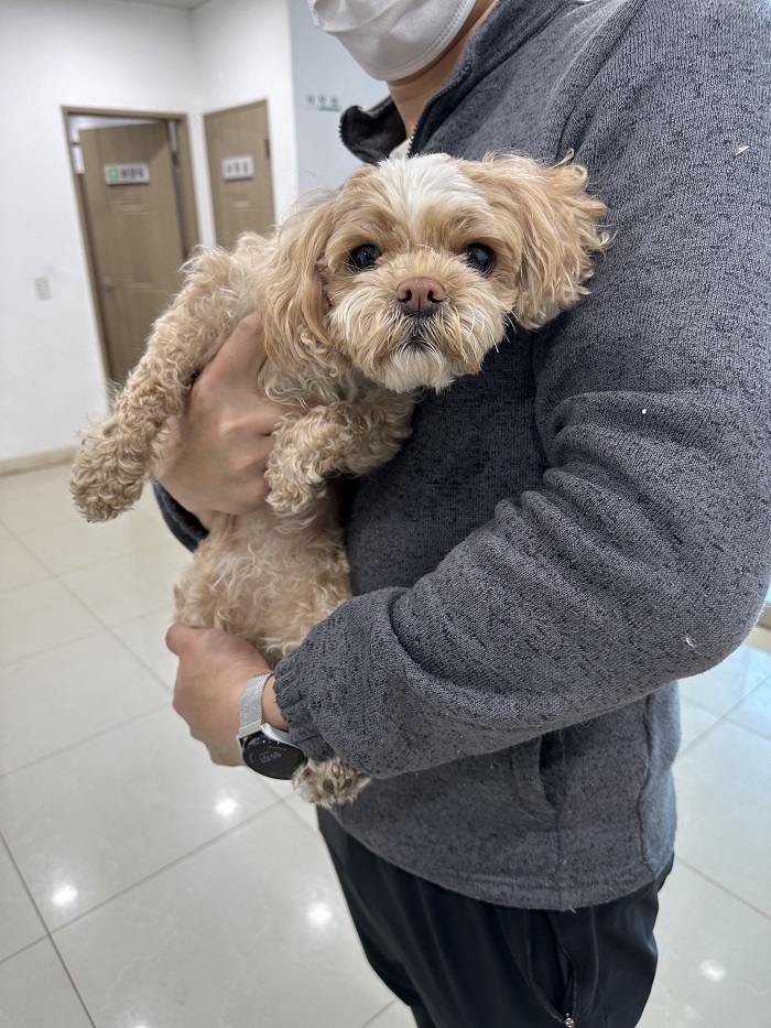 믹스견 이미지 파일 입니다.