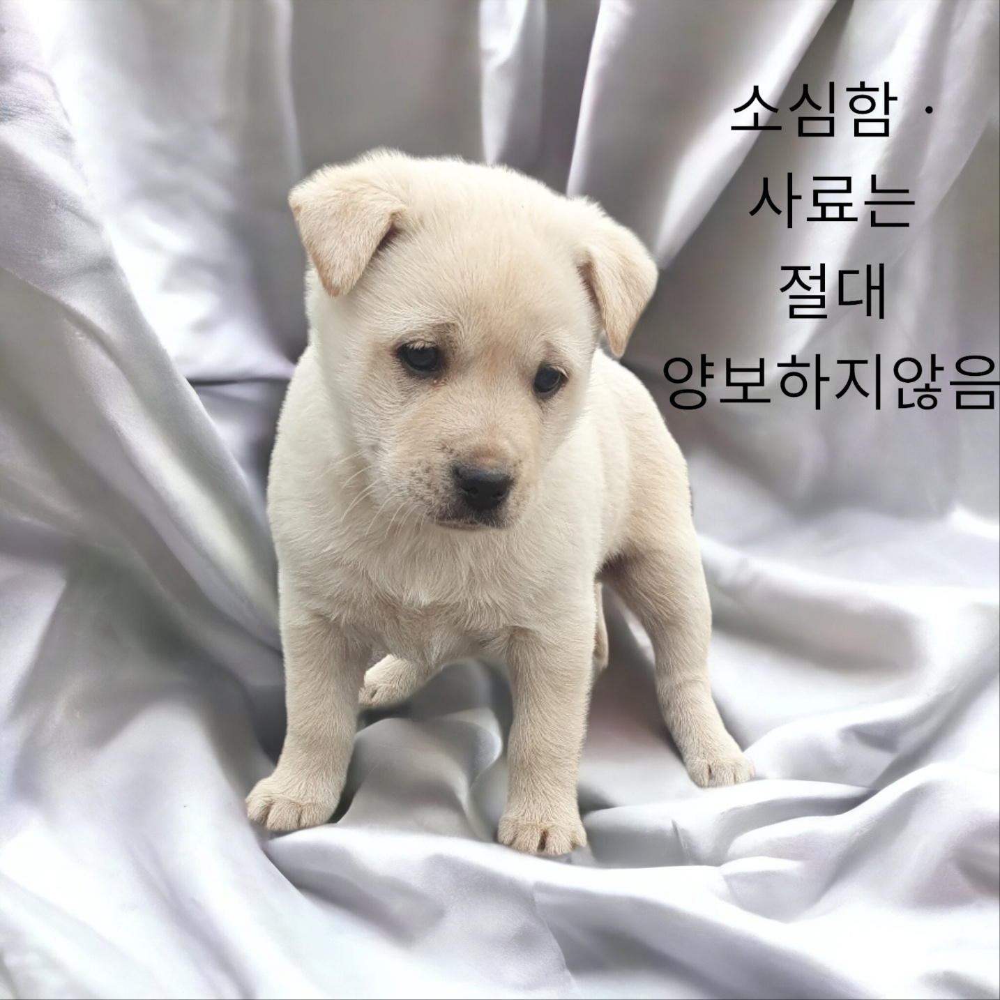 믹스견 이미지 파일 입니다.