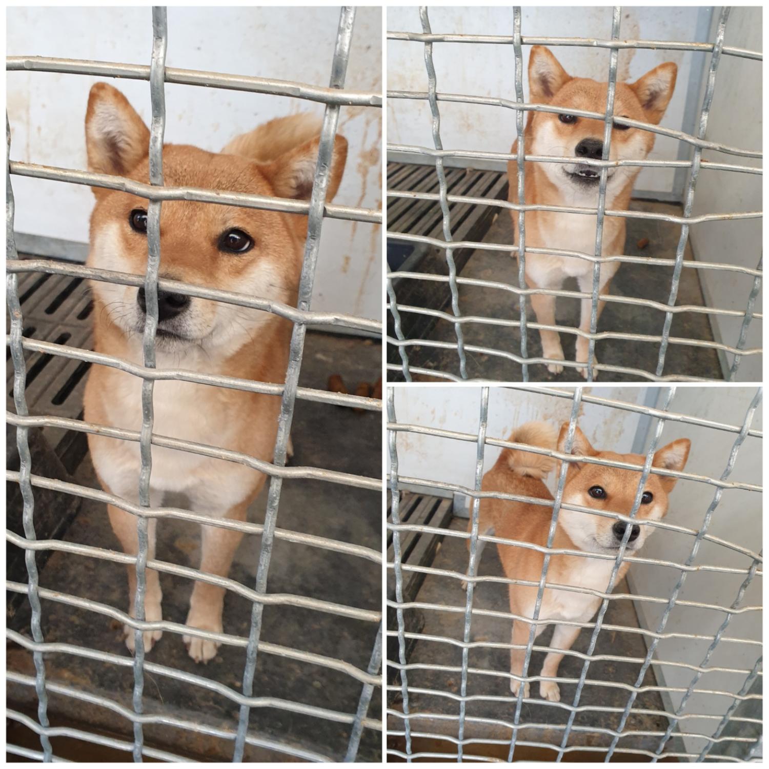 시바 이미지 파일 입니다.