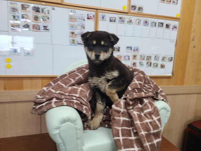 믹스견 이미지 파일 입니다.