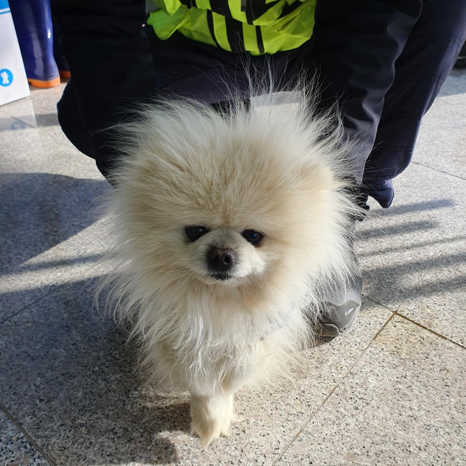 포메라니안 이미지 파일 입니다.