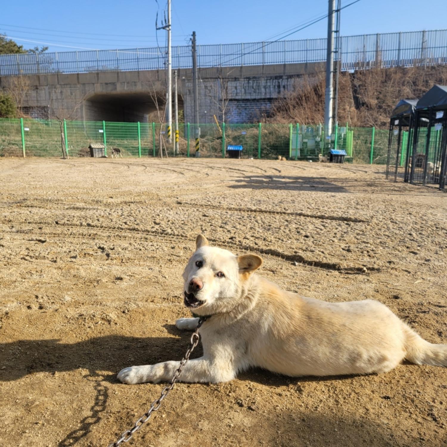 진도견 이미지 파일 입니다.