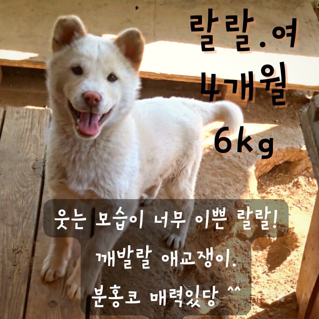 믹스견 이미지 파일 입니다.
