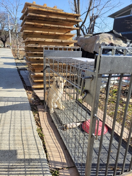 진도견 이미지 파일 입니다.