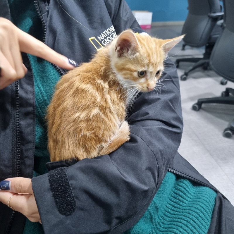 한국 고양이 이미지 파일 입니다.