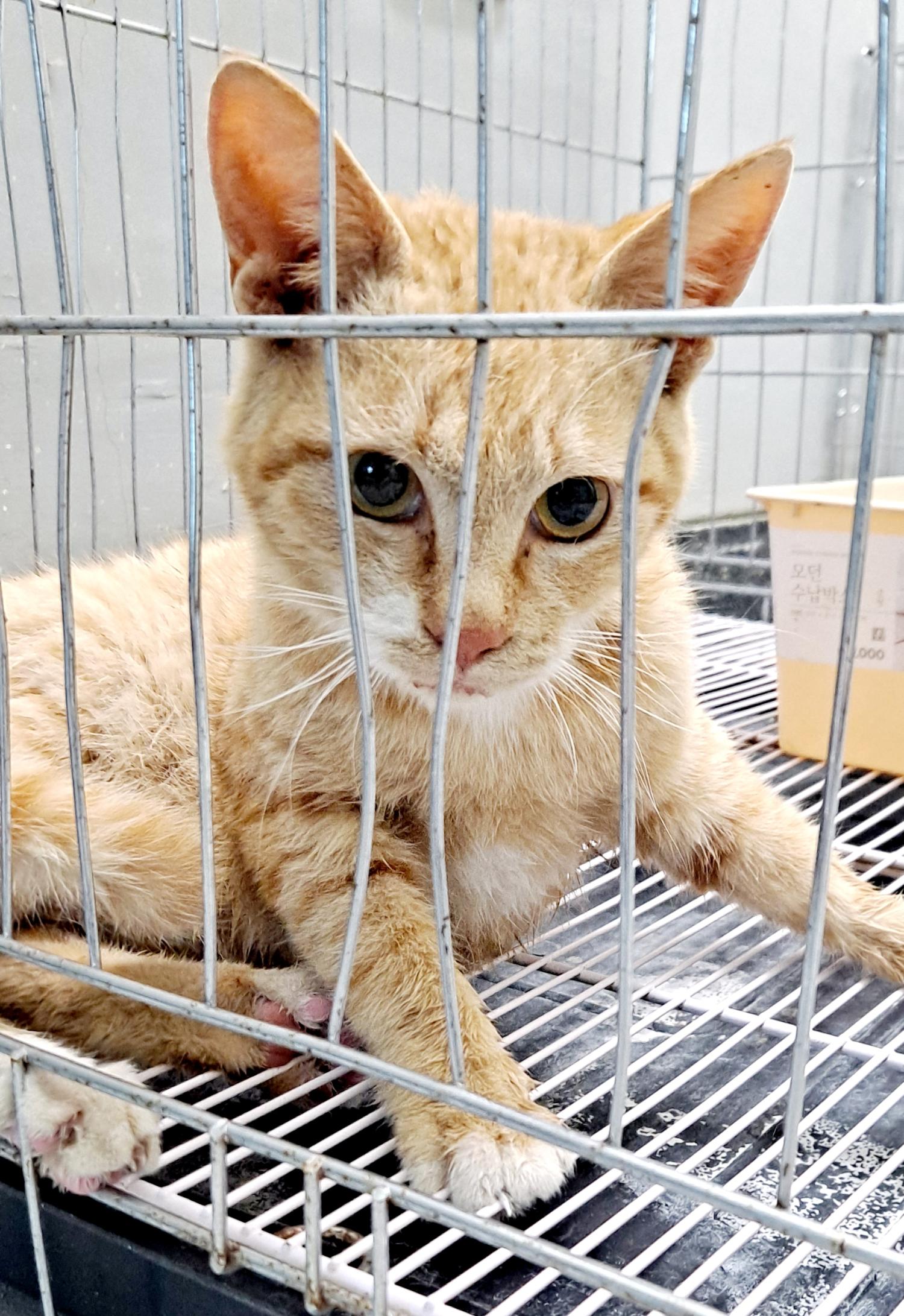 [고양이] 믹스묘