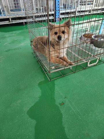 믹스견 이미지 파일 입니다.