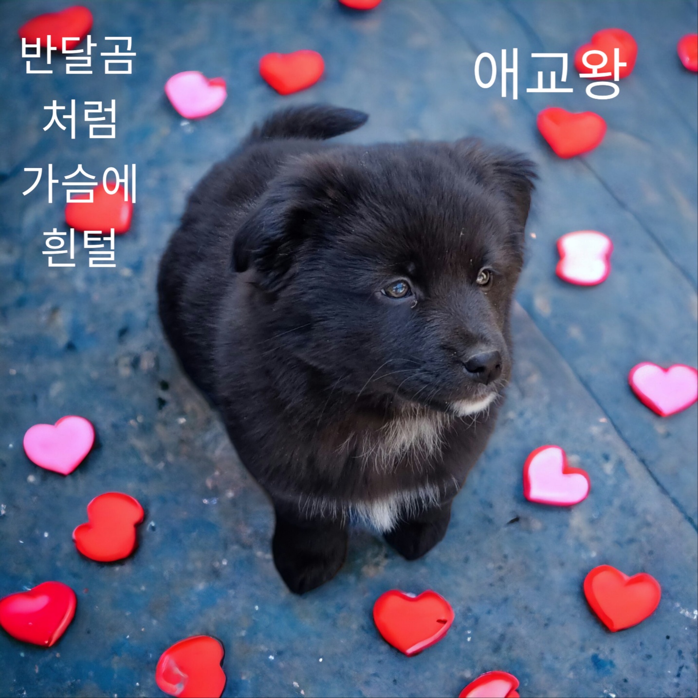 엄마는노퍽테리어 이미지 파일 입니다.