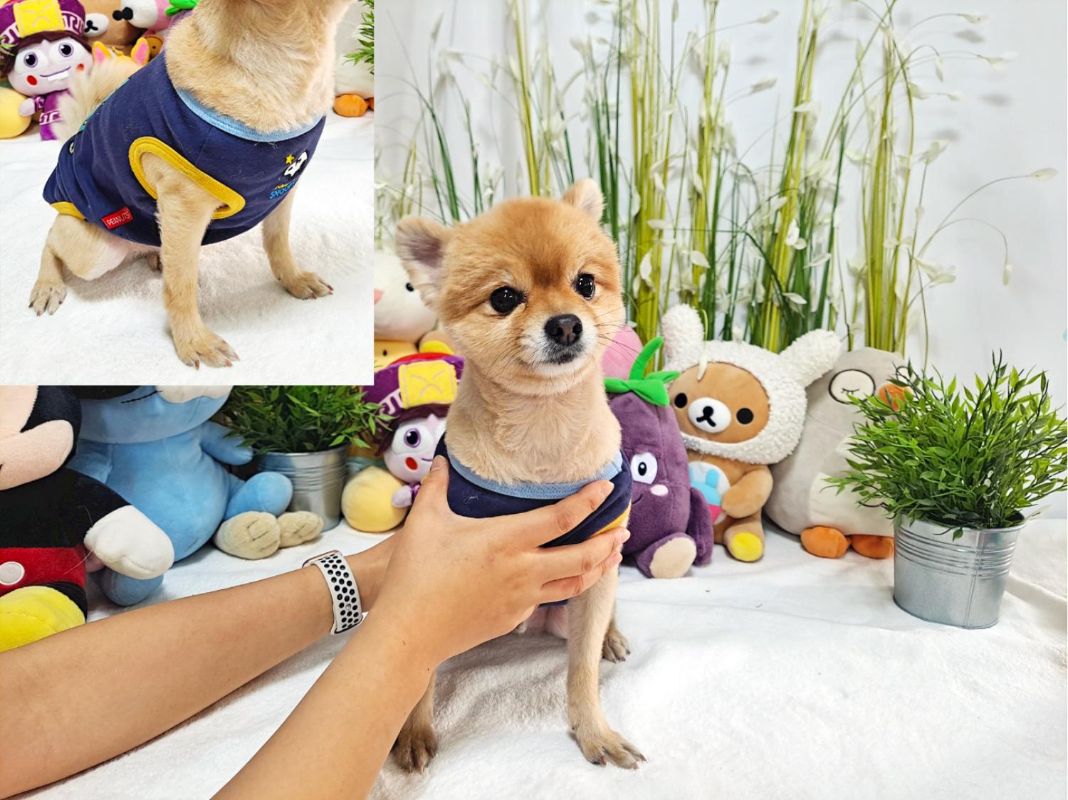 포메라니안 이미지 파일 입니다.