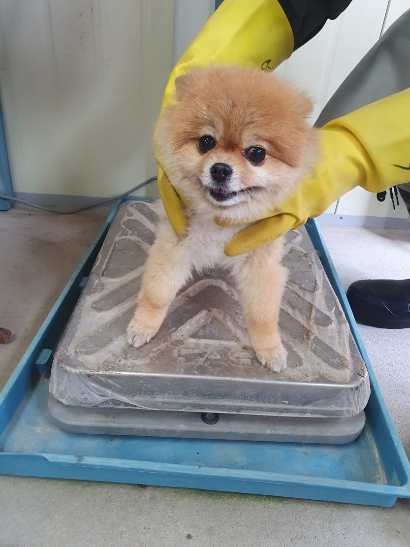 포메라니안 이미지 파일 입니다.