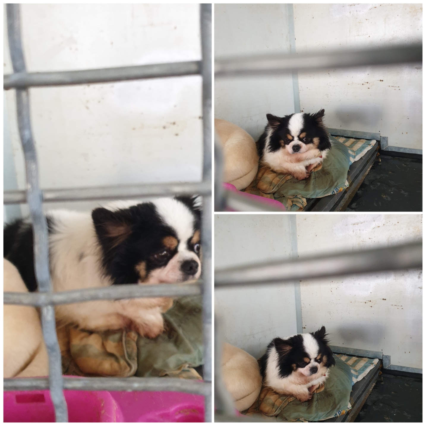 보호중 치와와의 가…