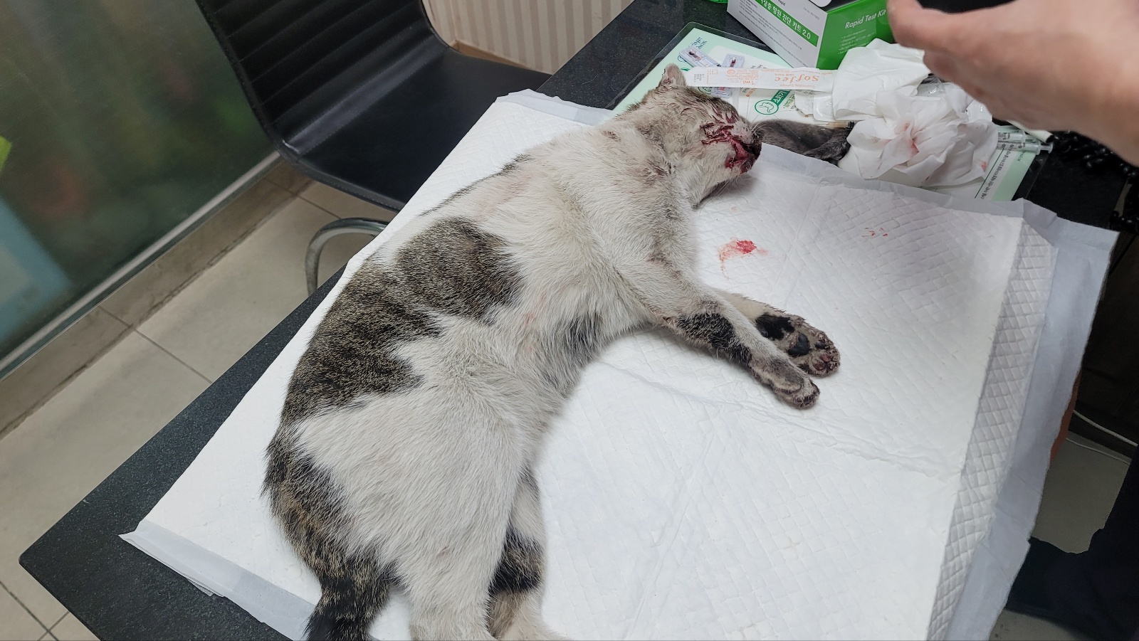 보호중 한국 고양이…