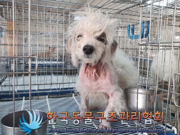 비숑 프리제 이미지 파일 입니다.