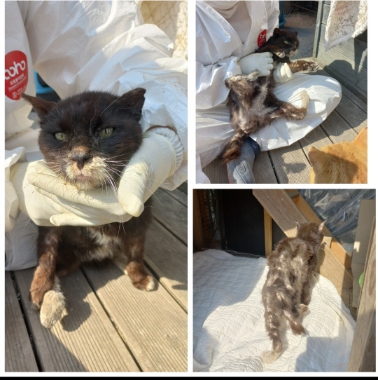 보호중 한국 고양이…