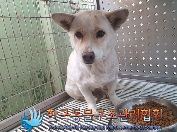 믹스견 이미지 파일 입니다.
