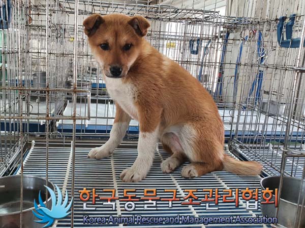 믹스견 이미지 파일 입니다.