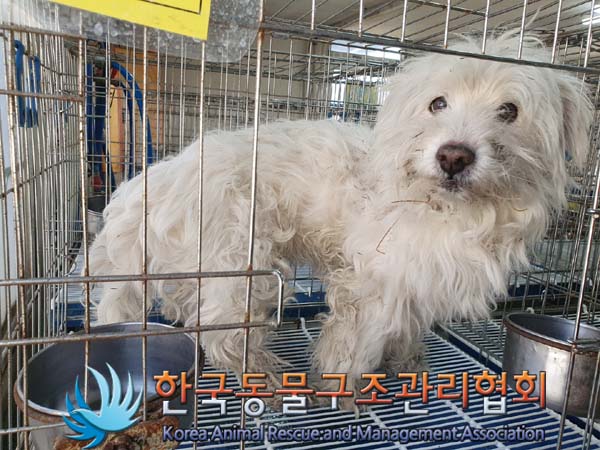 믹스견 이미지 파일 입니다.