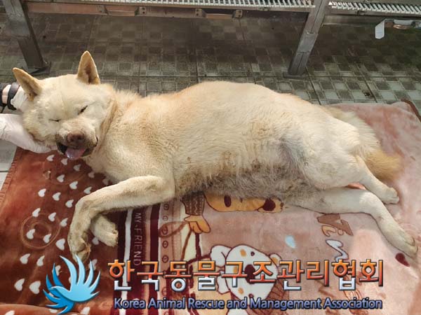 믹스견 이미지 파일 입니다.