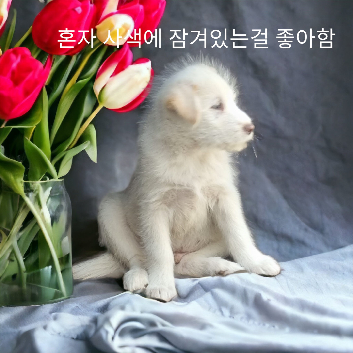 종료(입양) 화이트…