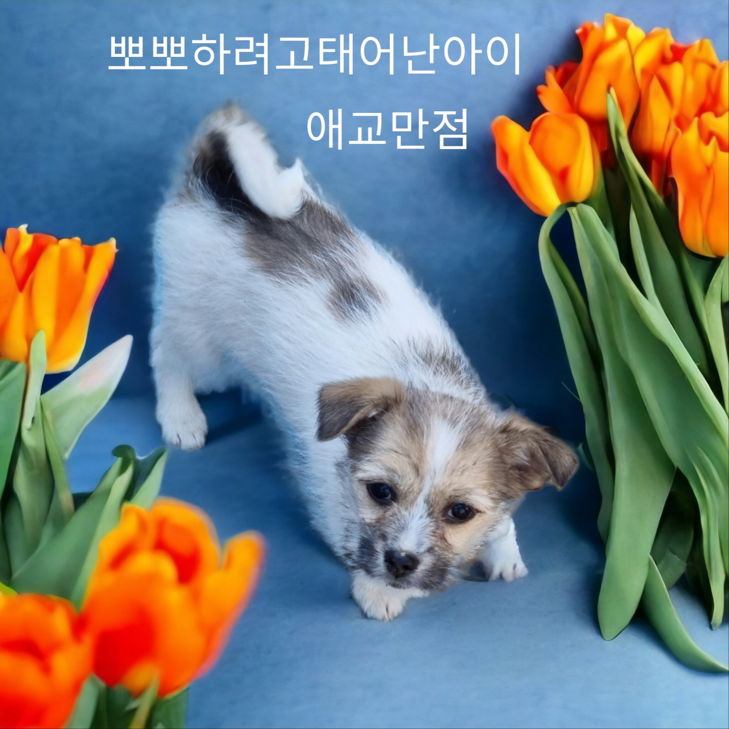 종료(입양) kro…