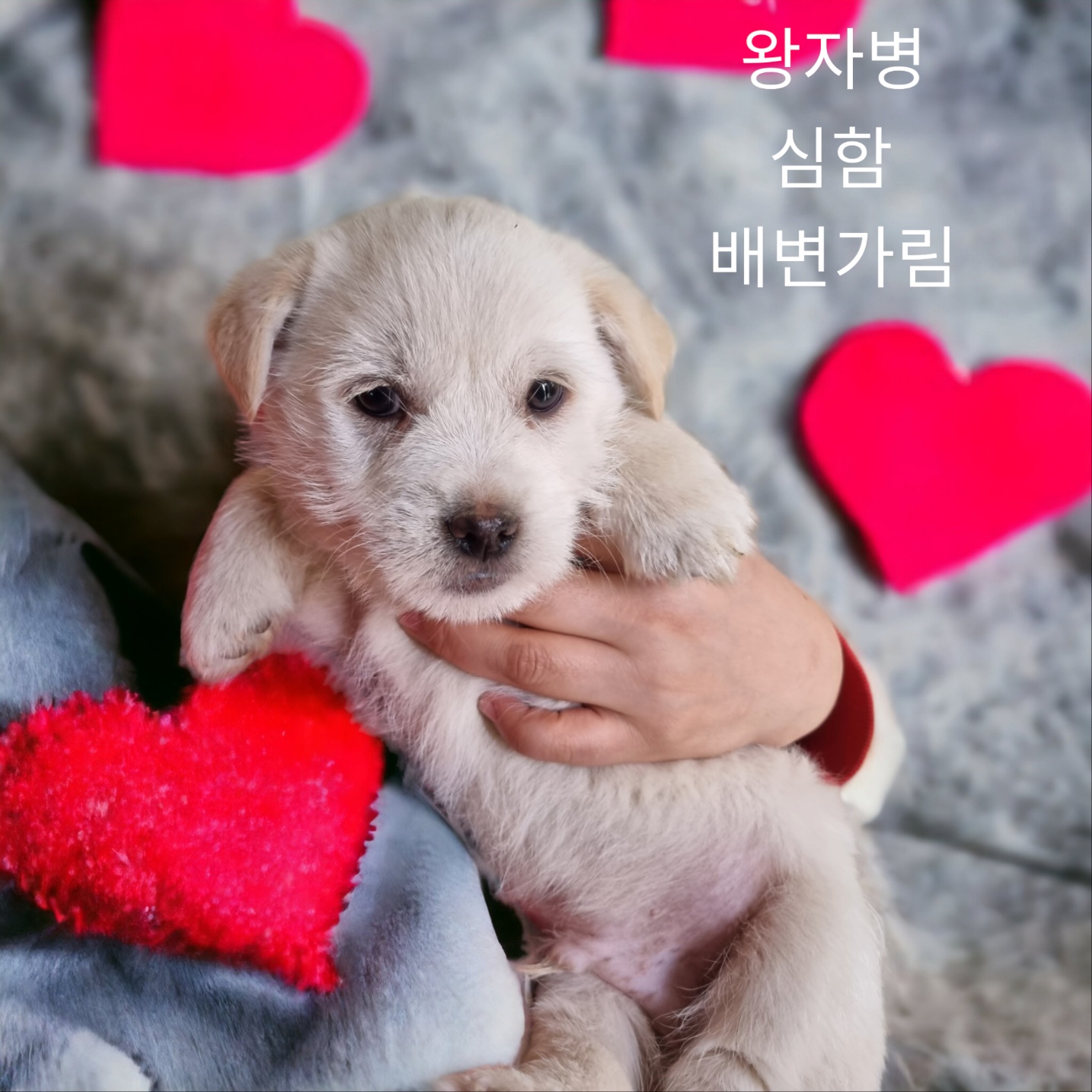 보호중 치와와믹스견…