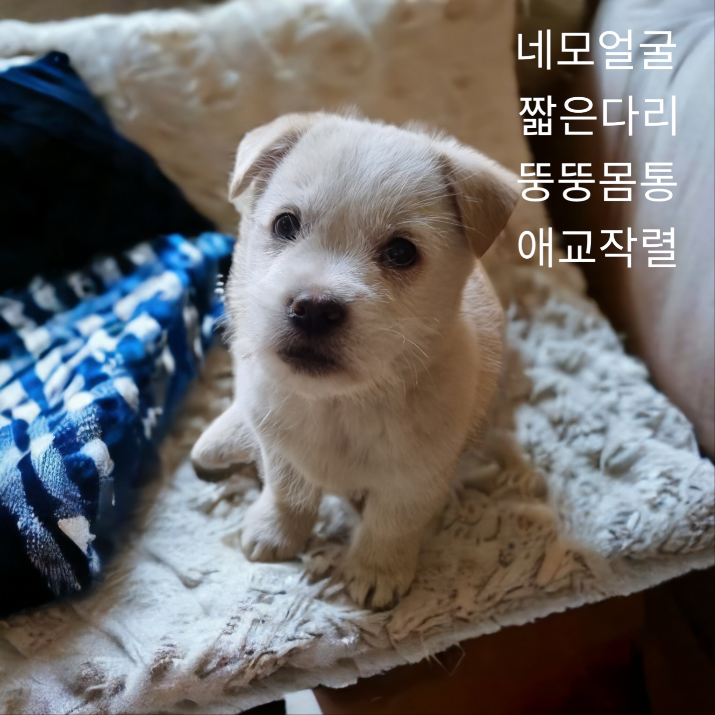 종료(입양) 노퍽 …