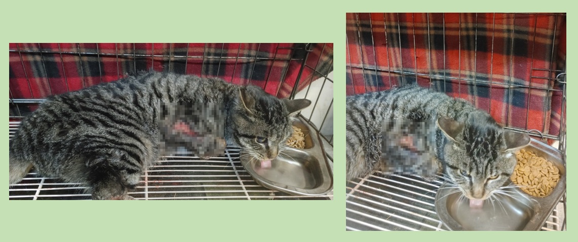 한국 고양이 이미지 파일 입니다.