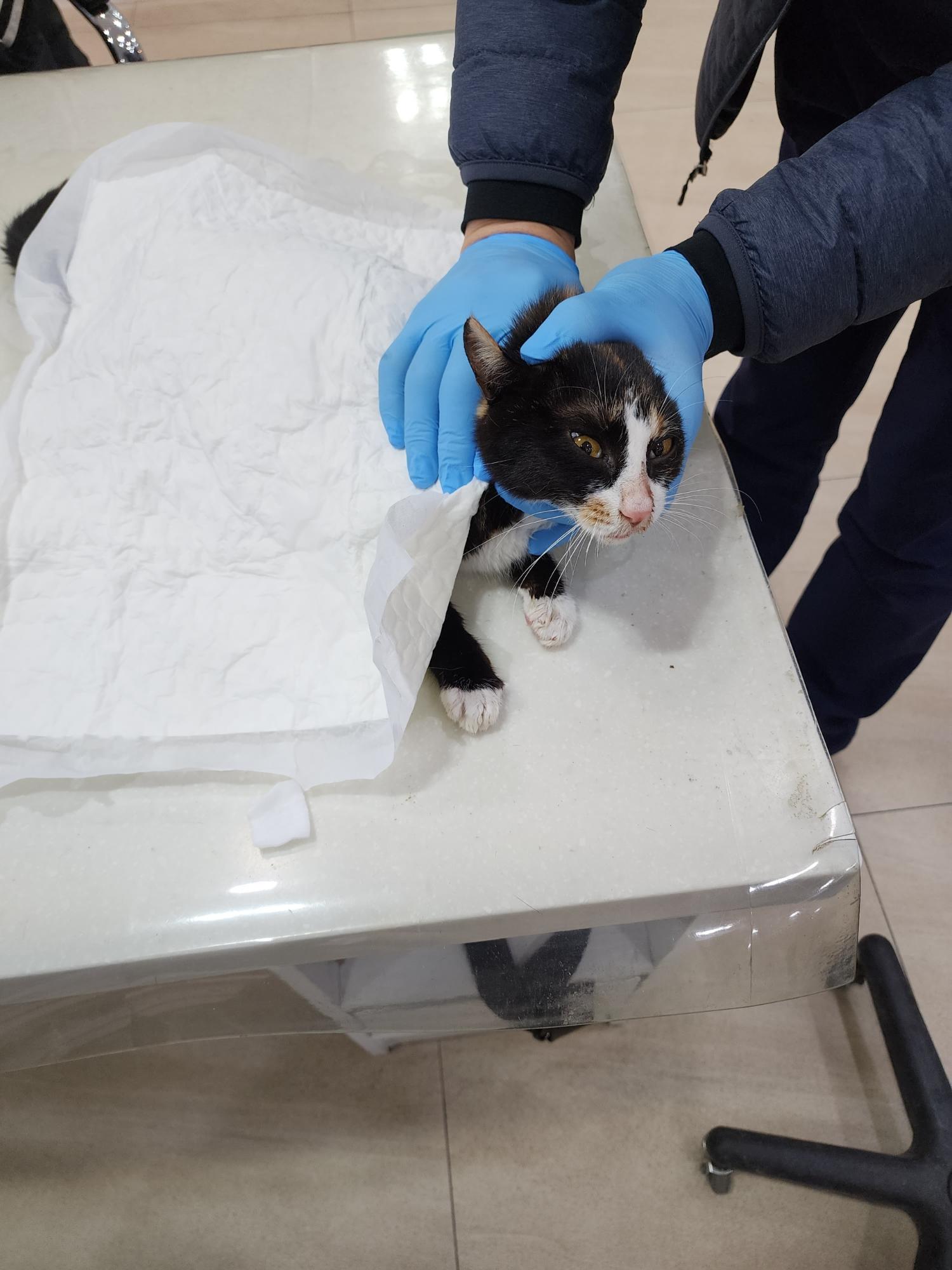 보호중 한국 고양이…